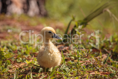 Baby Muscovy ducklings Cairina moschata flock Baby Muscovy ducklings Cairina moschata flock