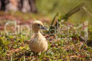 Baby Muscovy ducklings Cairina moschata flock