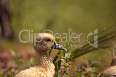 Baby Muscovy ducklings Cairina moschata flock