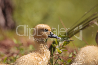 Baby Muscovy ducklings Cairina moschata flock