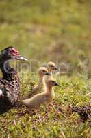 Baby Muscovy ducklings Cairina moschata flock