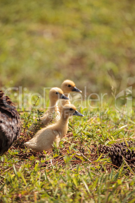 Baby Muscovy ducklings Cairina moschata flock