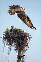 Osprey bird of prey Pandion haliaetus flying across a nest