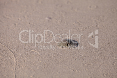 Florida keyhole sand dollar Mellita quinquiesperforata