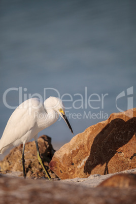 Snowy egret Egretta thula bird hunts for fish