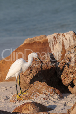 Snowy egret Egretta thula bird hunts for fish