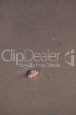 Sunray Venus Macrocallista nimbosa sea shell