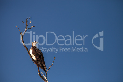 Osprey bird of prey Pandion haliaetus sits in a dead tree