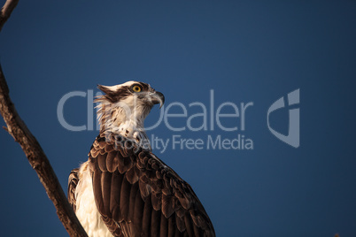 Osprey bird of prey Pandion haliaetus sits in a dead tree