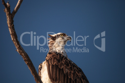 Osprey bird of prey Pandion haliaetus sits in a dead tree