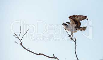 Osprey bird of prey Pandion haliaetus sits in a dead tree