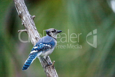 Blue jay bird Cyanocitta cristata perches on a branch