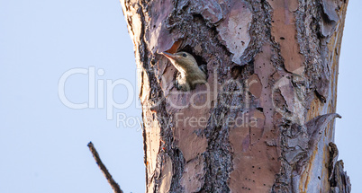 Red-bellied woodpecker Melanerpes carolinus chick