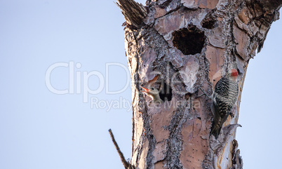 Red-bellied woodpecker Melanerpes carolinus chick