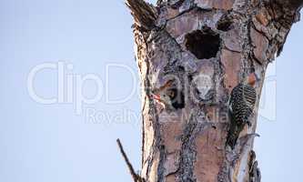 Red-bellied woodpecker Melanerpes carolinus chick