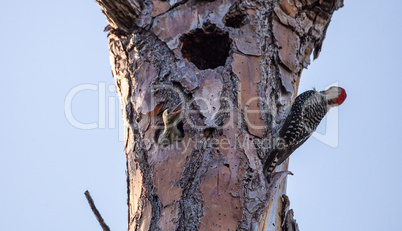 Red-bellied woodpecker Melanerpes carolinus chick