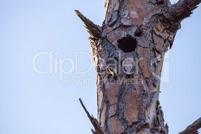 Red-bellied woodpecker Melanerpes carolinus chick