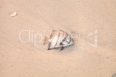 Atlantic spadefish Chaetodipterus faber died in red tide