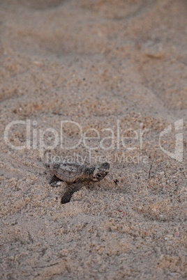 Hatchling baby loggerhead sea turtles Caretta caretta climb out