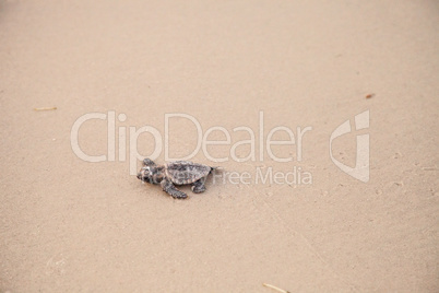 Hatchling baby loggerhead sea turtles Caretta caretta climb out