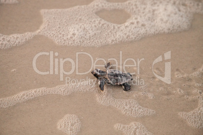 Hatchling baby loggerhead sea turtles Caretta caretta climb out