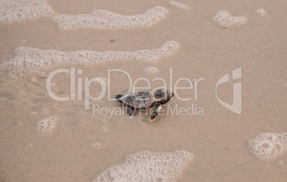 Hatchling baby loggerhead sea turtles Caretta caretta climb out