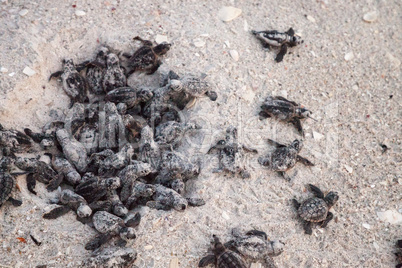 Hatchling baby loggerhead sea turtles Caretta caretta climb out