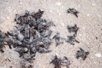 Hatchling baby loggerhead sea turtles Caretta caretta climb out