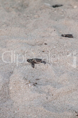 Hatchling baby loggerhead sea turtles Caretta caretta climb out