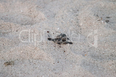 Hatchling baby loggerhead sea turtles Caretta caretta climb out