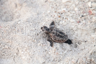 Hatchling baby loggerhead sea turtles Caretta caretta climb out