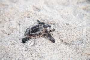 Hatchling baby loggerhead sea turtles Caretta caretta climb out
