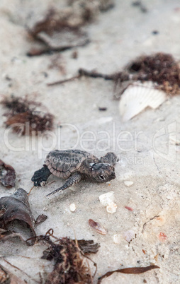 Hatchling baby loggerhead sea turtles Caretta caretta climb out