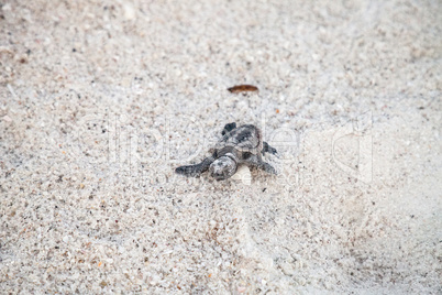 Hatchling baby loggerhead sea turtles Caretta caretta climb out