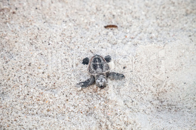 Hatchling baby loggerhead sea turtles Caretta caretta climb out