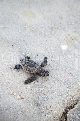 Hatchling baby loggerhead sea turtles Caretta caretta climb out