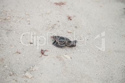 Hatchling baby loggerhead sea turtles Caretta caretta climb out