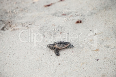 Hatchling baby loggerhead sea turtles Caretta caretta climb out