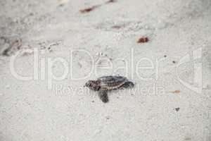 Hatchling baby loggerhead sea turtles Caretta caretta climb out