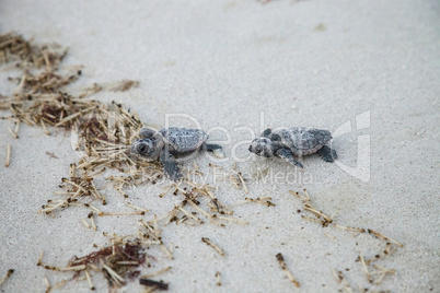 Hatchling baby loggerhead sea turtles Caretta caretta climb out