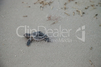 Hatchling baby loggerhead sea turtles Caretta caretta climb out