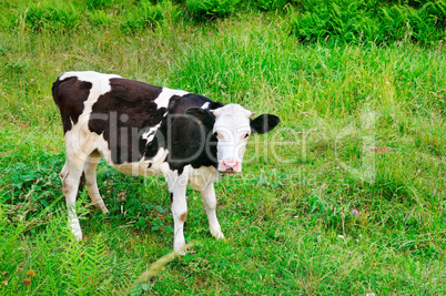 Beautiful black and white little calf in green grass.