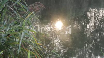 Bathing the sun in the pond