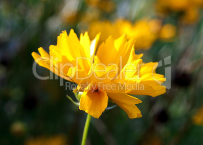 Yellow blooming flower