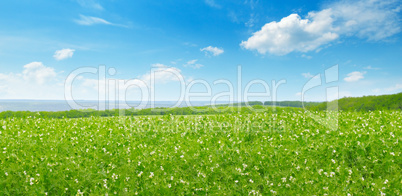 Picturesque green field and blue sky with light clouds. Wide pho