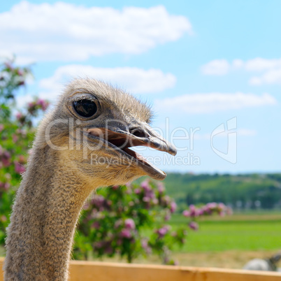 The head of an African ostrich against a scenic landscape.