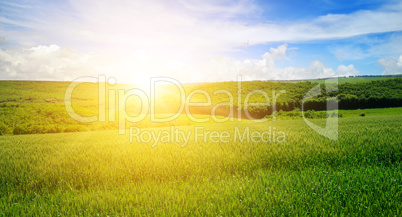 Green field and blue sky with light clouds. Above the horizon is