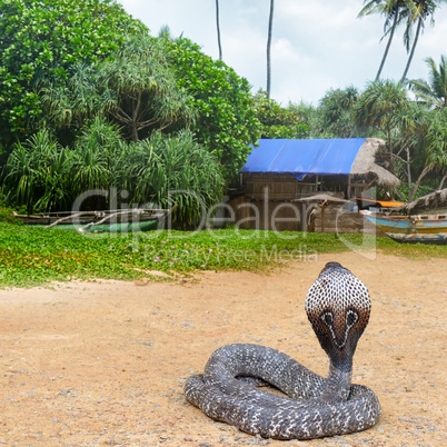 King cobra in the wild nature.
