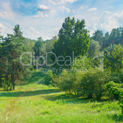 Natural forest with coniferous and deciduous trees, meadow and f