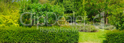 Trees, a hedge and a lawn in a summer park. Wide photo.